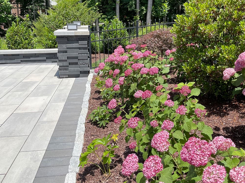 A neatly landscaped garden featuring blooming pink hydrangeas along a mulched flower bed. A black wrought iron fence and lush green trees are in the background, and a paved stone patio with sleek gray tiles is on the left side of the image.