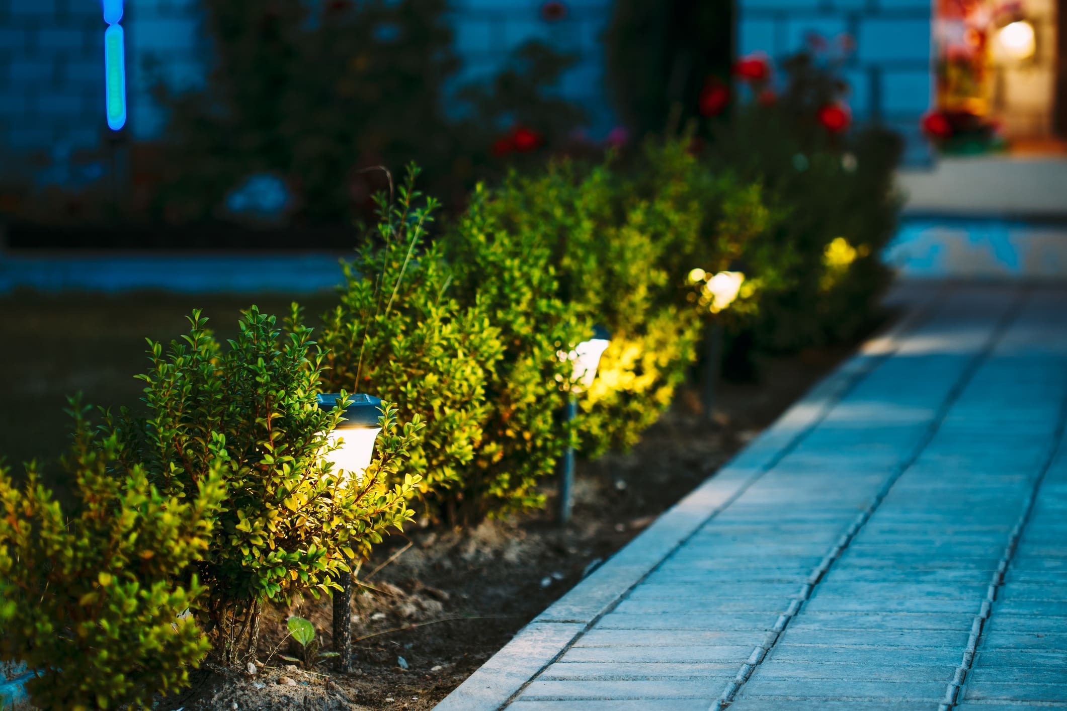 A walkway bordered by small shrubs and illuminated by ground lights at dusk. The path is composed of rectangular paving stones, and the vibrant green bushes line the edge, creating a welcoming and serene atmosphere leading to a building entrance in the background.