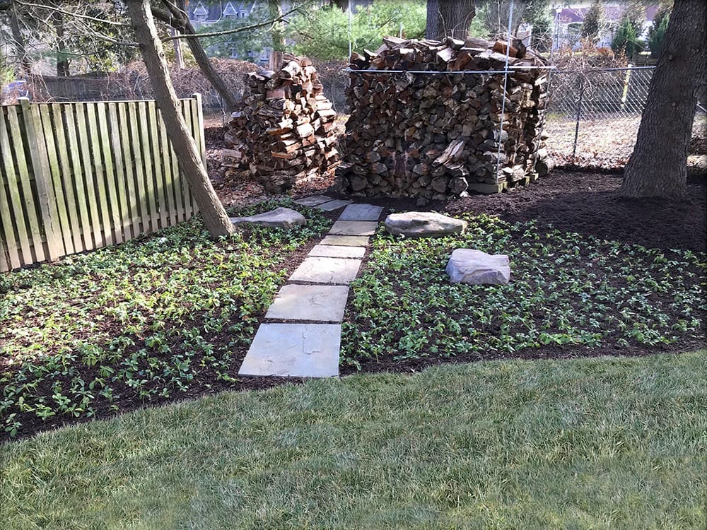 A backyard garden with a stone pathway leading to a stack of firewood against a wooden fence. Two stacks of firewood are neatly piled, and small green plants are growing on either side of the pathway. The ground is a mix of grass, soil, and mulch.